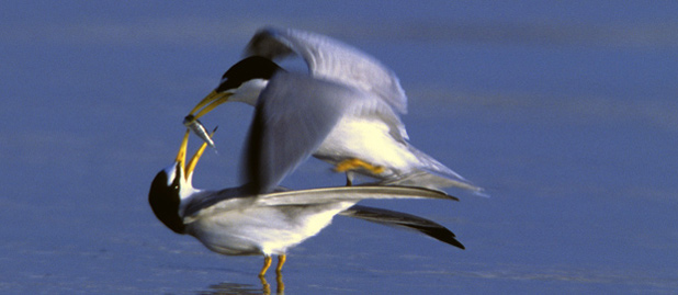 Least Terns by Ralph Wright