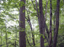 Forest habitat