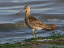 Long-billed Dowitcher