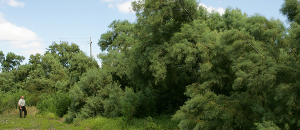 Tamarisk at Laguna Atascosa NWR by FWS