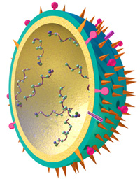 Flu Virus - NIAID