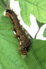 gypsy moth catterpillar