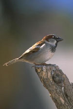 House Sparrow by Clipart.com