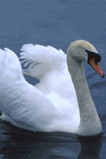 Mute Swan by Clipart.com