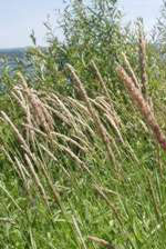 Common Reed by FWS