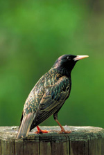 Starling by Clipart.com