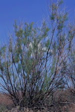 Tamarisk by Washington State Noxious Weed Control Board