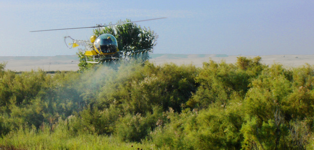 Helicopter spraying tamarisk by NRCS