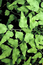 Climbing Fern by USGS